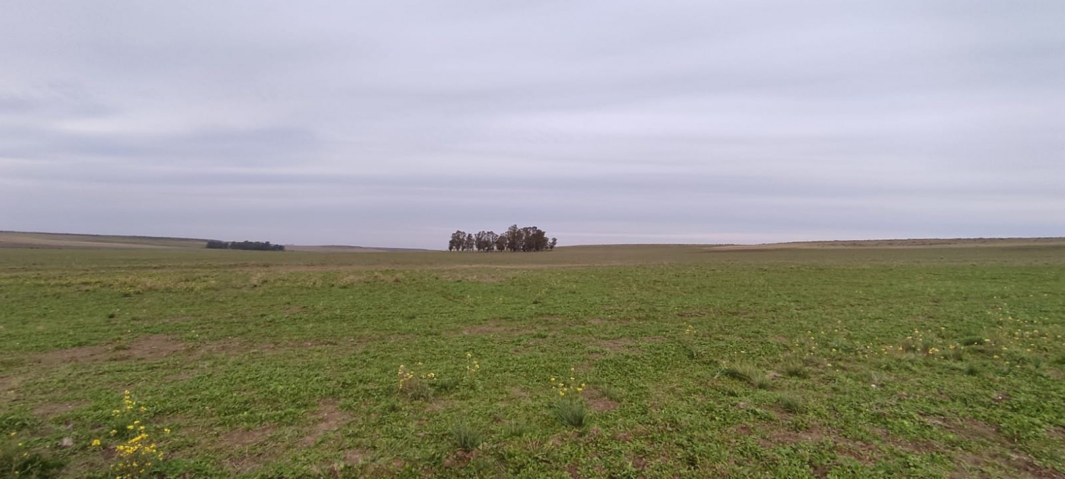 CAMPO MIXTO EN VENTA EN CORONEL DORREGO