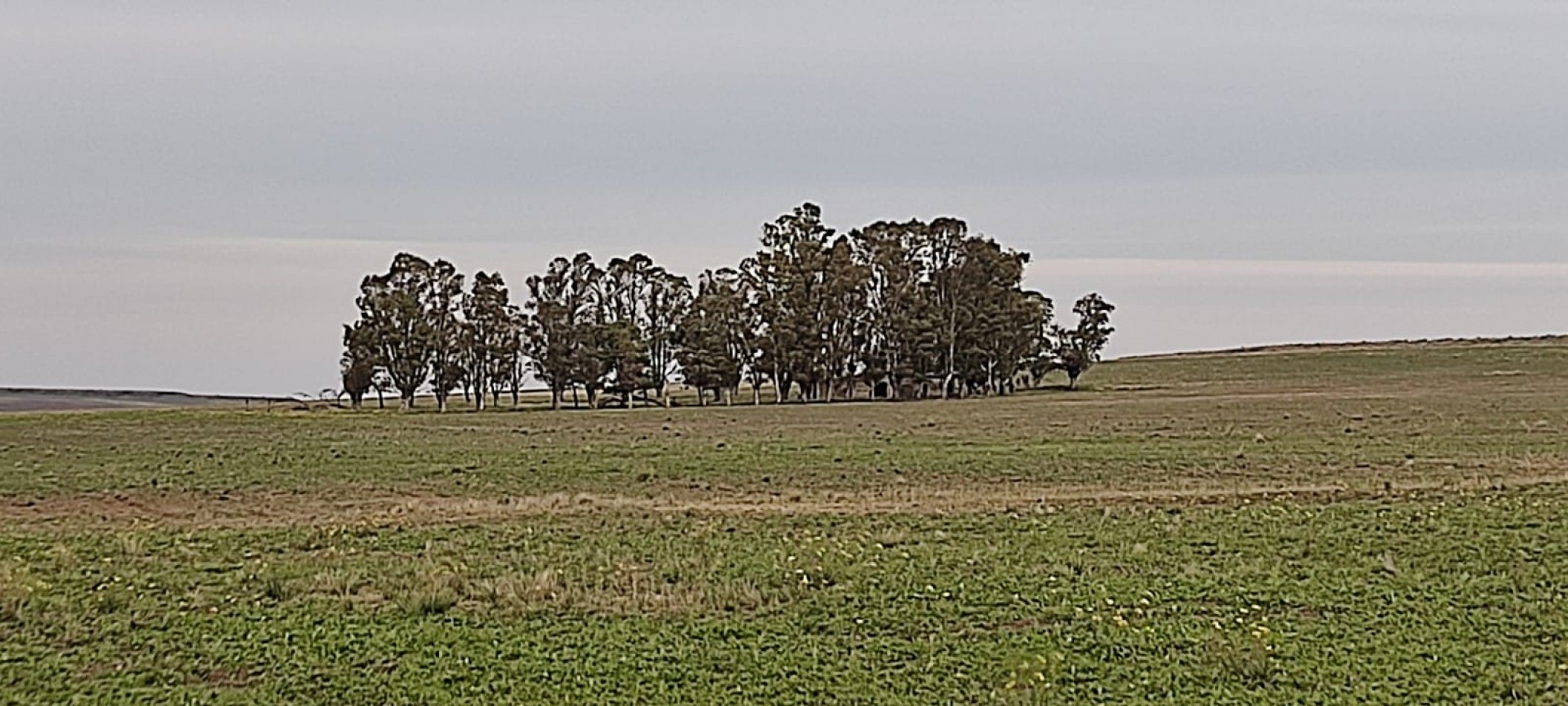 CAMPO MIXTO EN VENTA EN CORONEL DORREGO