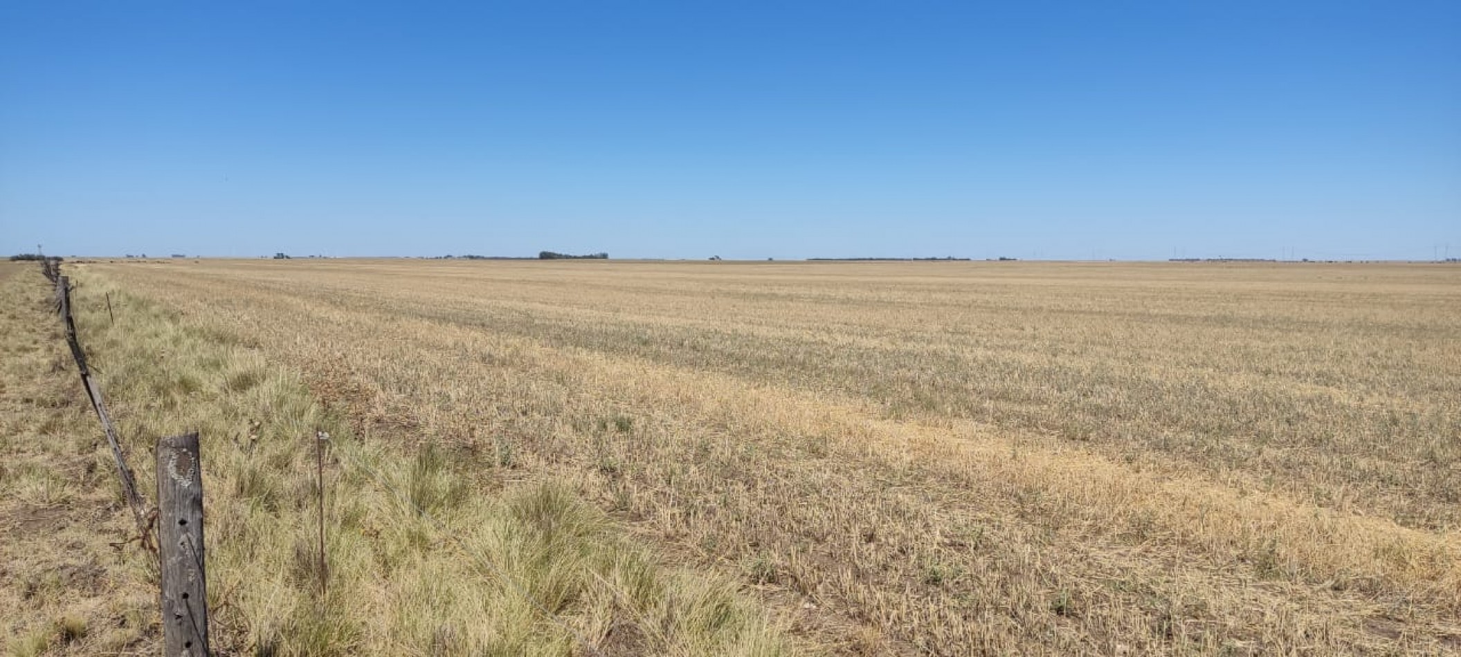 CAMPO AGRICOLA EN CORONEL DORREGO EN VENTA