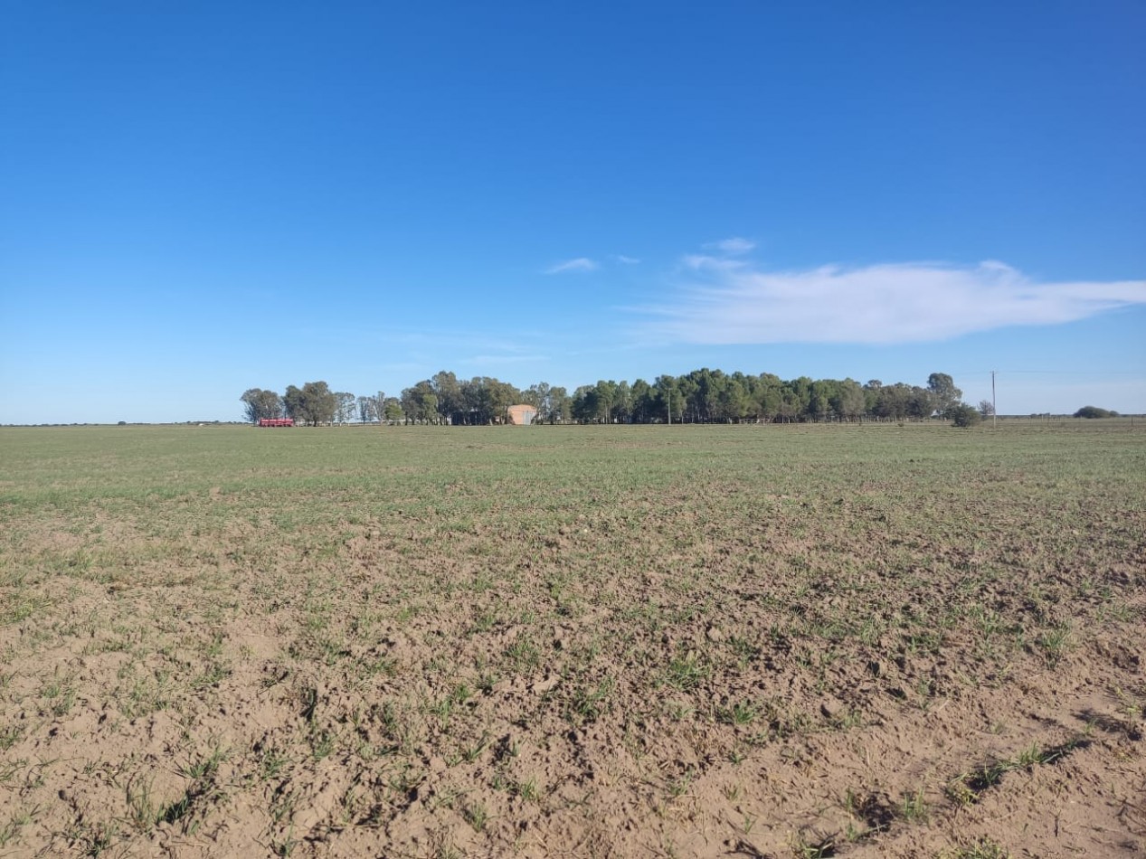 CAMPO EN MEDANOS