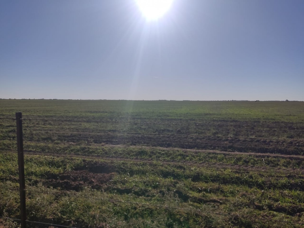 CAMPO EN MEDANOS