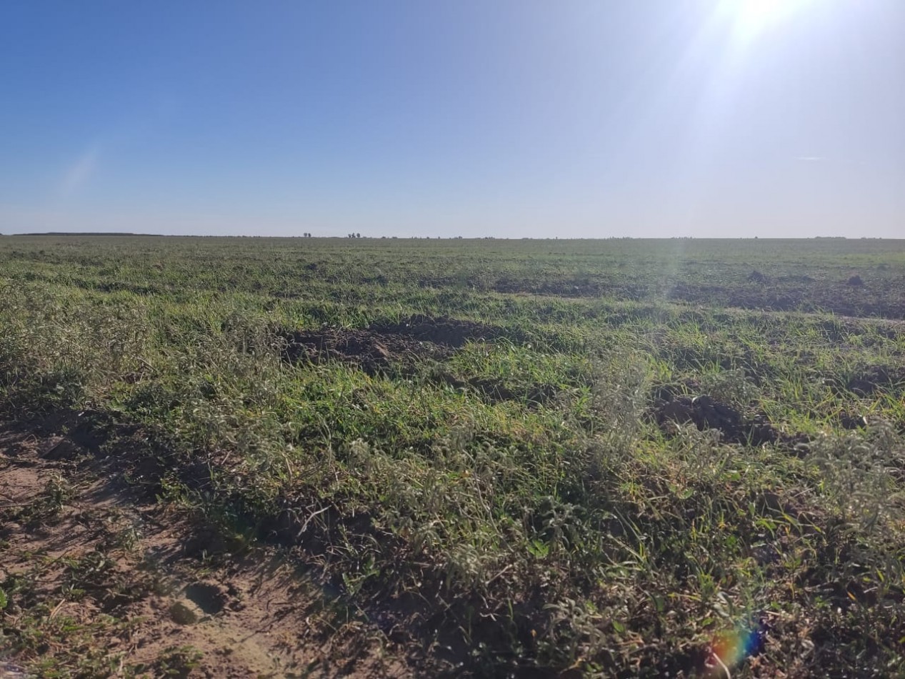 CAMPO EN MEDANOS