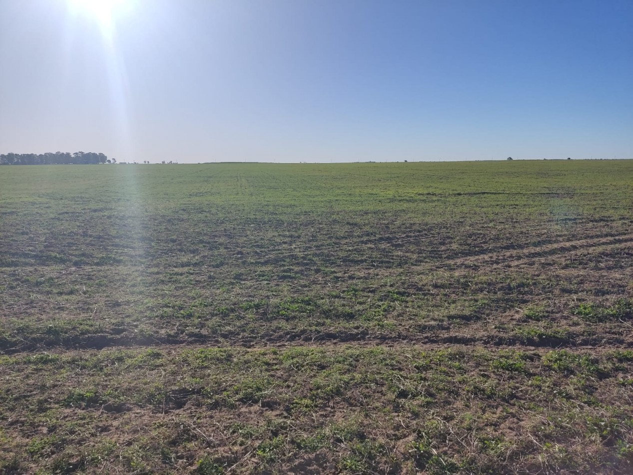 CAMPO EN MEDANOS