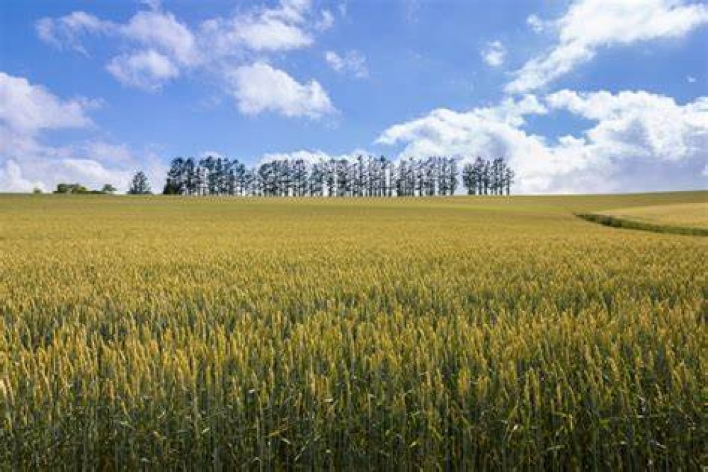 ¿BUSCAS COMPRAR UNA FRACCION DE CAMPO PARA DISFRUTAR DE LA TRANQUILIDAD QUE TE BRINDA LA NATURALEZA?