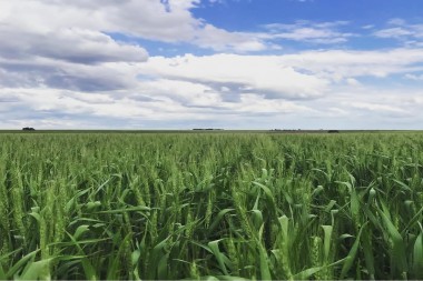 ¿Quieres vender tu campo?